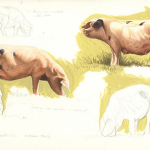 Gloucester-Old-Spot-Pigs