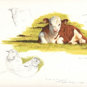 Hereford-Calf-&-Pied-Wagtai