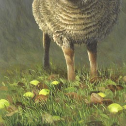 Portland-Sheep-&-windfalls