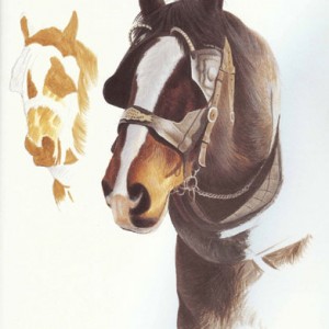 Weston-Cider-Shire-Horses