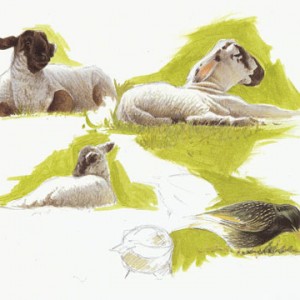 lambs-and-starlings