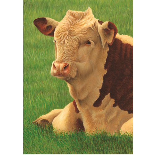 hereford calf