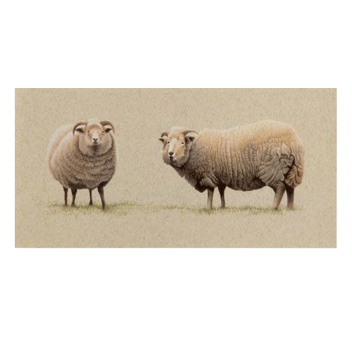 portland sheep