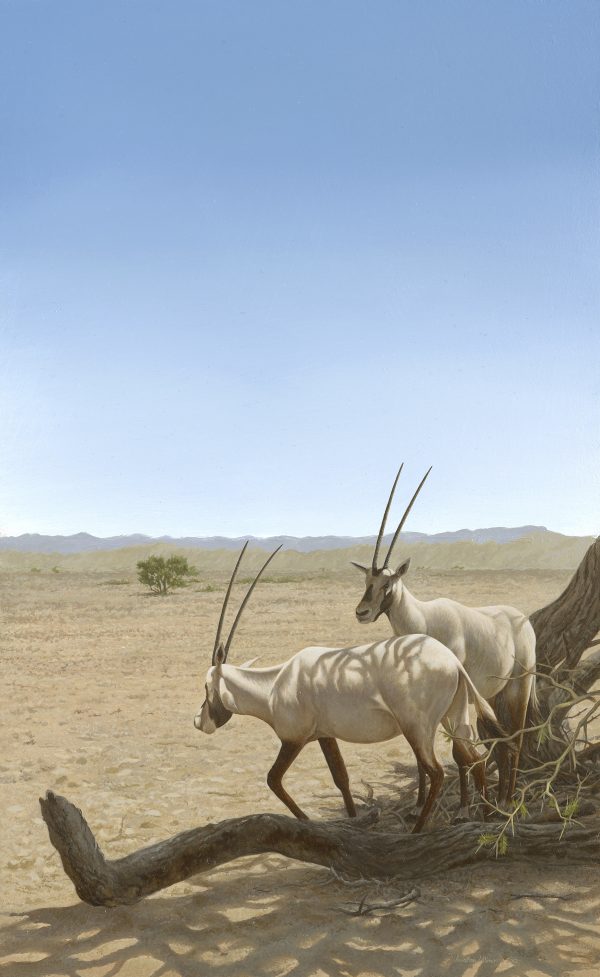 Arabian Oryx