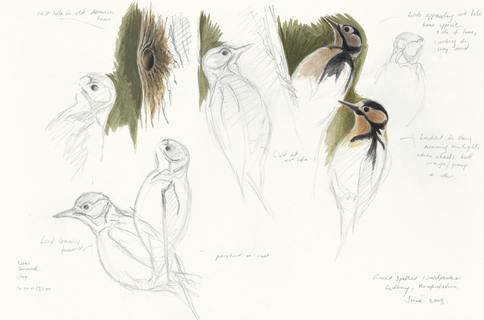 Great spotted woodpecker studies