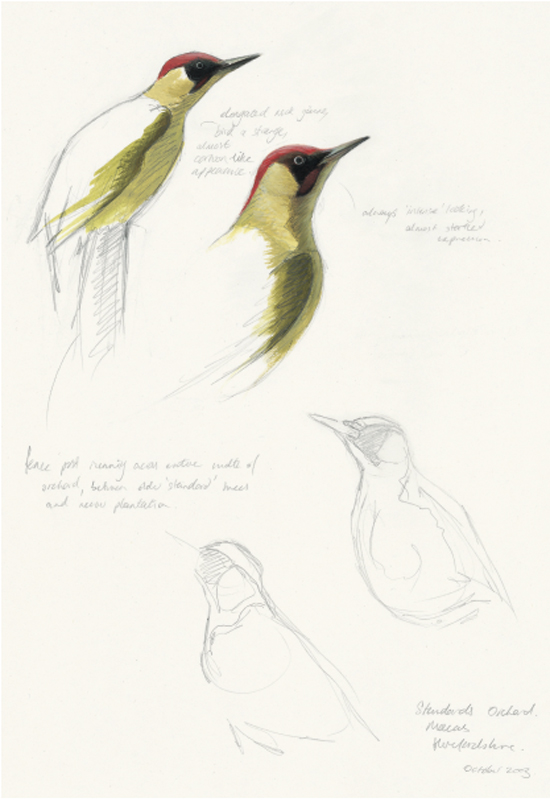 Green woodpecker studies