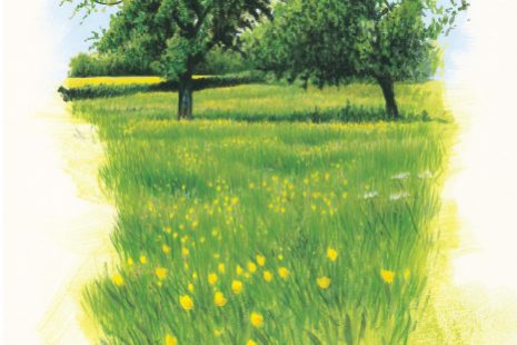 orchard meadow orchard