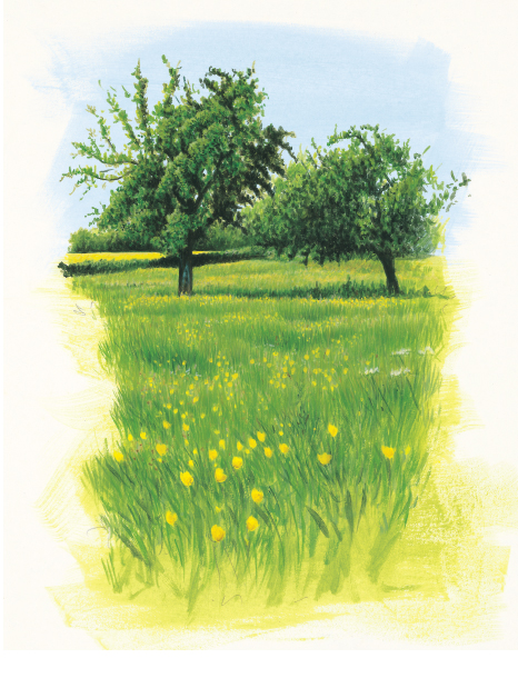 orchard meadow orchard